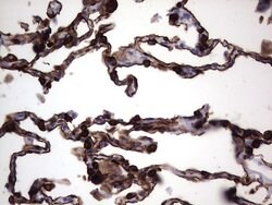 KRT19 Monoclonal Antibody (OTI5G7), TrueMAB , OriGene 100 &mu;L; Unconjugated:Antibodies,