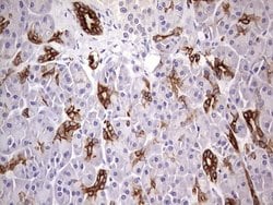 KRT19 Monoclonal Antibody (OTI8H7), TrueMAB , OriGene 100 &mu;L; Unconjugated:Antibodies,