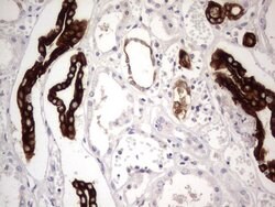 KRT19 Monoclonal Antibody (OTI8H7), TrueMAB , OriGene 100 &mu;L; Unconjugated:Antibodies,
