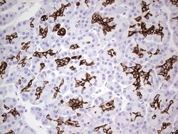 KRT19 Monoclonal Antibody (OTI7H1), TrueMAB , OriGene 100 &mu;L; Unconjugated:Antibodies,