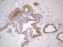 KRT19 Monoclonal Antibody (OTI7H1), TrueMAB , OriGene 100 &mu;L; Unconjugated:Antibodies,