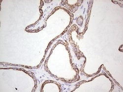 KRT19 Monoclonal Antibody (OTI7H1), TrueMAB , OriGene 100 &mu;L; Unconjugated:Antibodies,