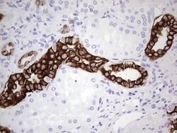 KRT19 Monoclonal Antibody (OTI7H1), TrueMAB , OriGene 100 &mu;L; Unconjugated:Antibodies,