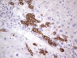 KRT19 Monoclonal Antibody (OTI7H1), TrueMAB , OriGene 100 &mu;L; Unconjugated:Antibodies,