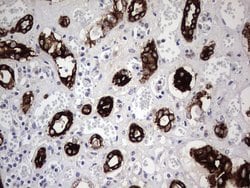 KRT19 Monoclonal Antibody (OTI5H6), TrueMAB , OriGene 100 &mu;L; Unconjugated:Antibodies,