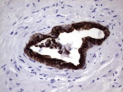 KRT19 Monoclonal Antibody (OTI1A8), TrueMAB , OriGene 30 &mu;L; Unconjugated:Antibodies,