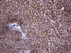 KRT19 Monoclonal Antibody (OTI1A8), TrueMAB , OriGene 30 &mu;L; Unconjugated:Antibodies,