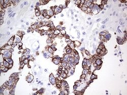 KRT19 Monoclonal Antibody (OTI5F4), TrueMAB , OriGene 100 &mu;L; Unconjugated:Antibodies,