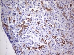 KRT19 Monoclonal Antibody (OTI5F4), TrueMAB , OriGene 100 &mu;L; Unconjugated:Antibodies,