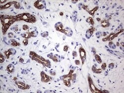 KRT19 Monoclonal Antibody (OTI5F4), TrueMAB , OriGene 100 &mu;L; Unconjugated:Antibodies,