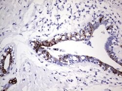 KRT19 Monoclonal Antibody (OTI5F4), TrueMAB , OriGene 100 &mu;L; Unconjugated:Antibodies,