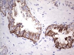 KRT19 Monoclonal Antibody (OTI5F4), TrueMAB , OriGene 100 &mu;L; Unconjugated:Antibodies,