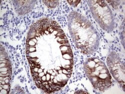 KRT19 Monoclonal Antibody (OTI5F4), TrueMAB , OriGene 100 &mu;L; Unconjugated:Antibodies,