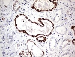 KRT19 Monoclonal Antibody (OTI5F4), TrueMAB , OriGene 100 &mu;L; Unconjugated:Antibodies,