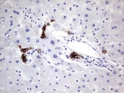 KRT19 Monoclonal Antibody (OTI5F4), TrueMAB , OriGene 100 &mu;L; Unconjugated:Antibodies,