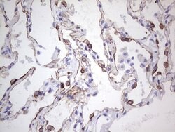 KRT19 Monoclonal Antibody (OTI5F4), TrueMAB , OriGene 100 &mu;L; Unconjugated:Antibodies,