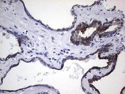 KRT19 Mouse anti-Human, Clone: OTI8D1, lyophilized, TrueMAB 100 &mu;g;