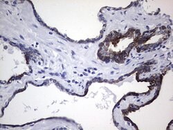 KRT19 Monoclonal Antibody (OTI8D1), TrueMAB , OriGene 100 &mu;L; Unconjugated:Antibodies,