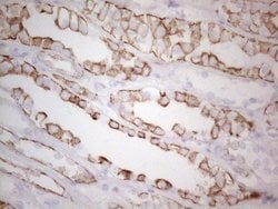KRT19 Mouse anti-Human, Clone: UMAB187, lyophilized, UltraMAB 100 &mu;g | Buy Online | OriGene | Fisher Scientific