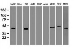 KRT19 Mouse anti-Canine, Human, Rat, Clone: OTI3F8, liquid, TrueMAB 100