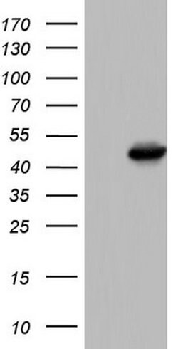 KRT19 Monoclonal Antibody (OTI5F4), TrueMAB , OriGene 100 &mu;L; Unconjugated:Antibodies,