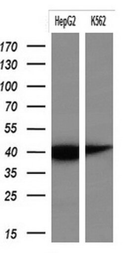 KRT19 Monoclonal Antibody (OTI5F4), TrueMAB , OriGene 100 &mu;L; Unconjugated:Antibodies,