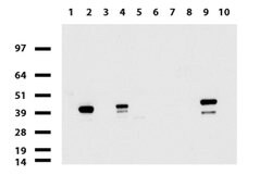KRT19 Mouse anti-Canine, Human, Clone: UMAB3, liquid, UltraMAB 100 &mu;L | Buy Online | Origene Technologies | Fisher Scientific