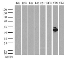 KRT19 Mouse anti-Human, Clone: UMAB187, lyophilized, UltraMAB 100 &mu;g | Buy Online | OriGene | Fisher Scientific