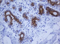 KRT20 Monoclonal Antibody (OTI4A2), TrueMAB , OriGene 100 &mu;L; Unconjugated:Antibodies,