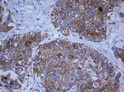 KRT20 Monoclonal Antibody (OTI4A2), TrueMAB , OriGene 100 &mu;L; Unconjugated:Antibodies,