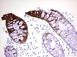 KRT20 Monoclonal Antibody (OTI6G4), TrueMAB , OriGene:Antibodies:Primary