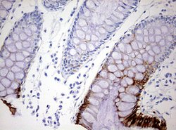 KRT20 Mouse anti-Human, Clone: OTI11A1, lyophilized, TrueMAB 100 &mu;g;