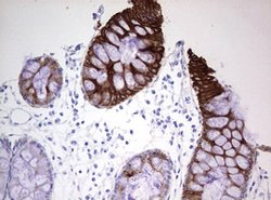 KRT20 Mouse anti-Human, Clone: OTI5F7, lyophilized, TrueMAB 100 &mu;g;