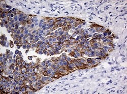 KRT20 Mouse anti-Human, Clone: OTI10D5, lyophilized, TrueMAB 100 &mu;g;
