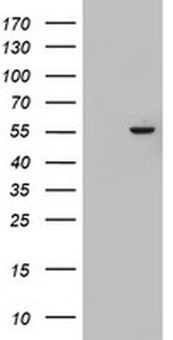 KRT24 Monoclonal Antibody (OTI4C3), TrueMAB , OriGene 100 &mu;L; Unconjugated:Antibodies,