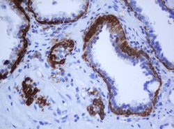 KRT5 Monoclonal Antibody (OTI1F8), TrueMAB , OriGene 100 &mu;L; Unconjugated:Antibodies,