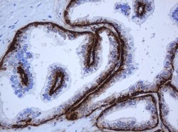 KRT5 Mouse anti-Human, Rat, Clone: OTI1C7, lyophilized, TrueMAB 100 &mu;g;