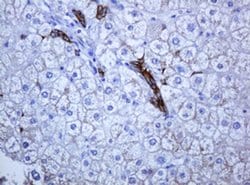 KRT5 Monoclonal Antibody (OTI1E7), TrueMAB , OriGene 100 &mu;L; Unconjugated:Antibodies,