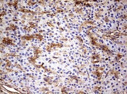 KRT7 Monoclonal Antibody (OTI1B3), TrueMAB , OriGene 100 &mu;L; Unconjugated:Antibodies,