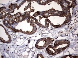 KRT7 Mouse anti-Human, Clone: OTI3B7, lyophilized, TrueMAB 100 &mu;g; Unconjugated:Antibodies,
