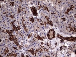 KRT7 Monoclonal Antibody (OTI2A2), TrueMAB , OriGene 100 &mu;L; Unconjugated:Antibodies,