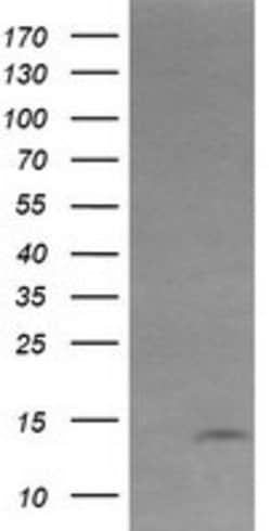 KRTAP2 Mouse anti-Human, Clone: OTI3B4, TrueMAB , Origene 30 &mu;L; Unconjugated:Antibodies,