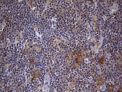 KYNU Monoclonal Antibody (OTI1H1), TrueMAB , OriGene 100 &mu;L | Buy Online | Origene Technologies | Fisher Scientific