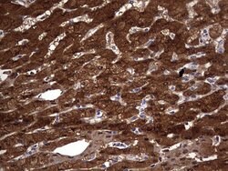 KYNU Mouse anti-Human, Clone: OTI1F1, lyophilized, TrueMAB 100 &mu;g; Unconjugated:Antibodies,