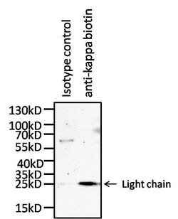 Invitrogen Mouse anti-Human Kappa Light Chain Secondary Antibody, Biotin