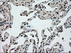 Ki67 Mouse anti-Human, Clone: OTI3D11, liquid, TrueMAB 100 &mu;L; Unconjugated:Antibodies,