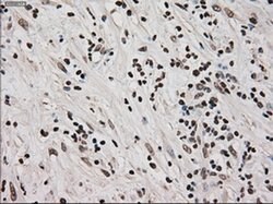 Ki67 Mouse anti-Human, Clone: OTI3D11, liquid, TrueMAB 100 &mu;L; Unconjugated:Antibodies,