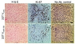 Ki67 Mouse anti-Human, Clone: OTI3D11, liquid, TrueMAB 100 &mu;L; Unconjugated:Antibodies,