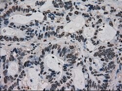 Ki67 Mouse anti-Human, Clone: OTI3D11, liquid, TrueMAB 100 &mu;L; Unconjugated:Antibodies,