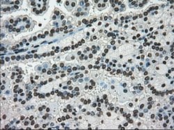Ki67 Mouse anti-Human, Clone: OTI3D11, liquid, TrueMAB 100 &mu;L; Unconjugated:Antibodies,